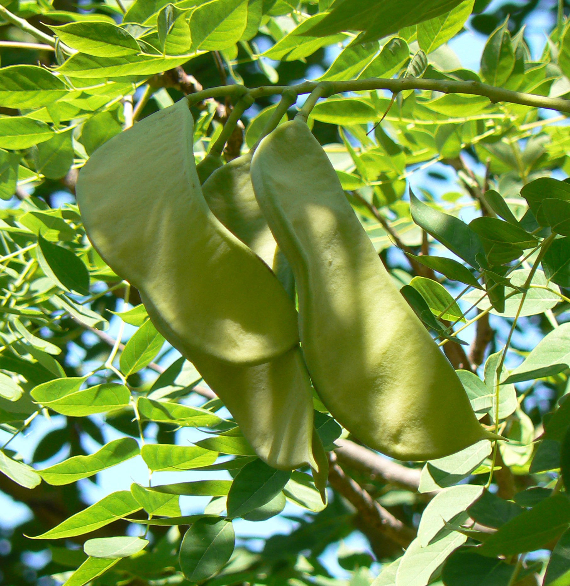 Arbre à café du Kentucky