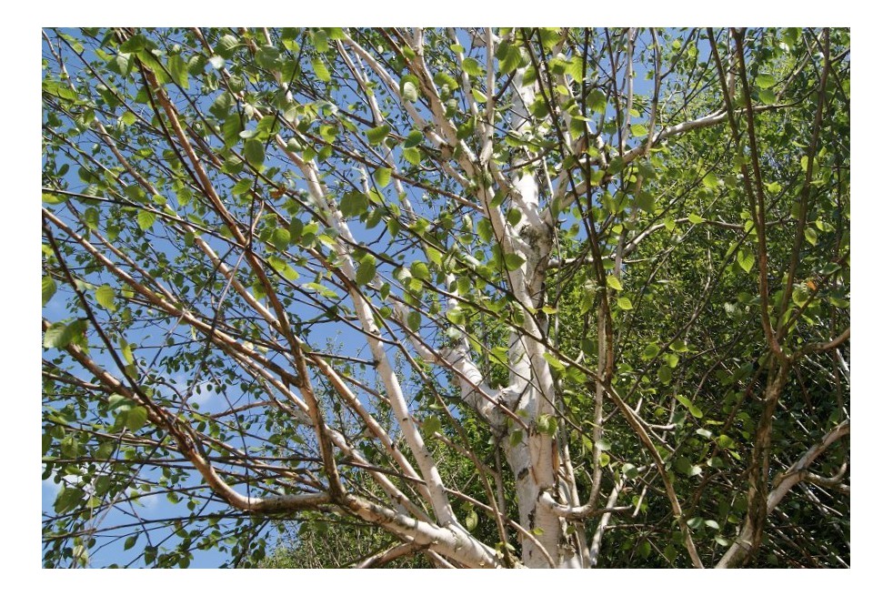 Himalayan Birch