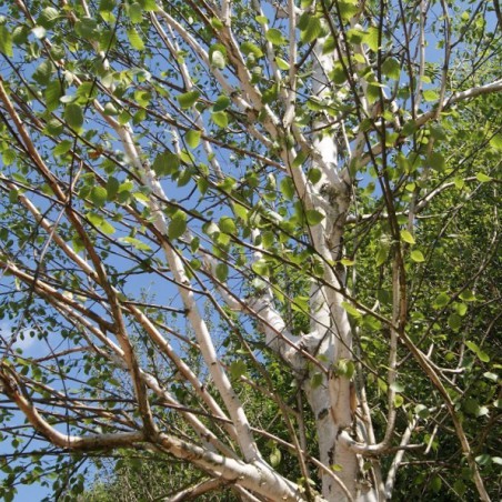 Bouleau blanc de l'Himalaya