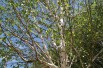Himalayan Birch