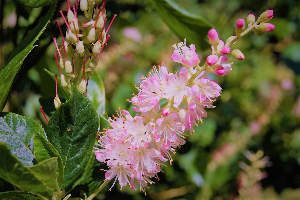 Clèthre à feuilles d'aulne Ruby Spice