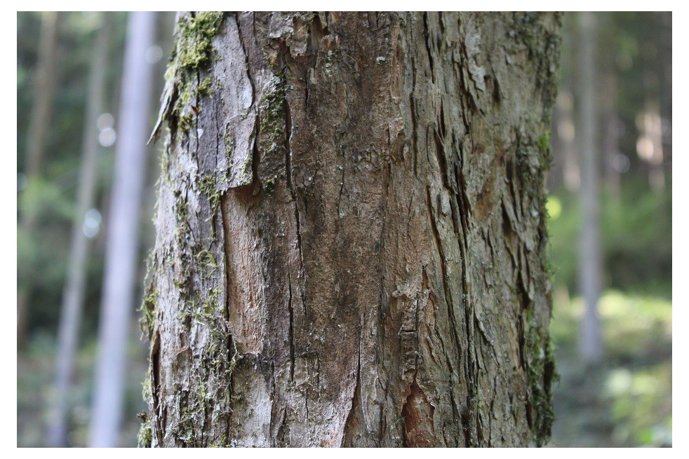 Trident maple