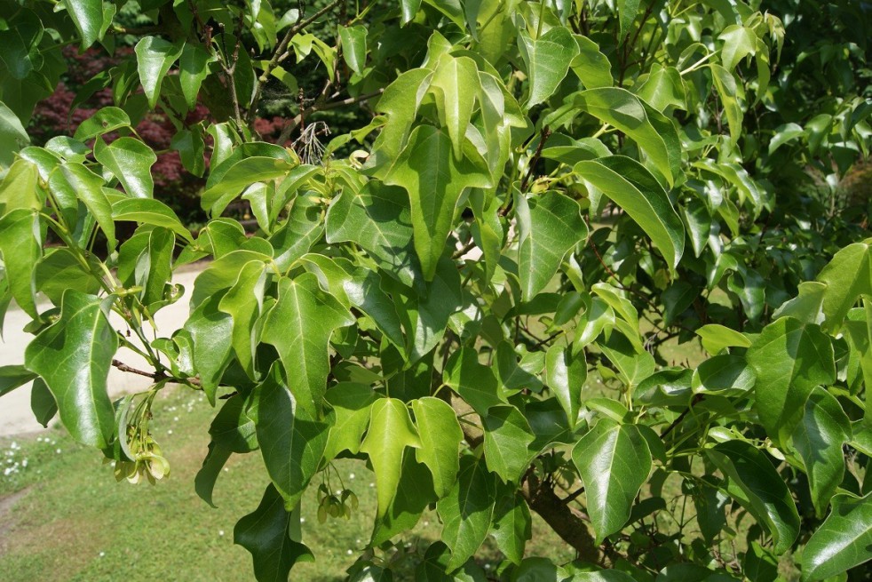 Trident maple