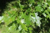 Swamp Spanish oak
