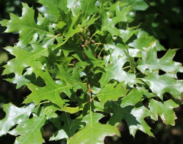 Swamp Spanish oak
