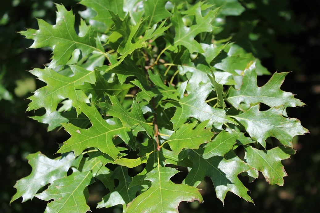 Swamp Spanish oak