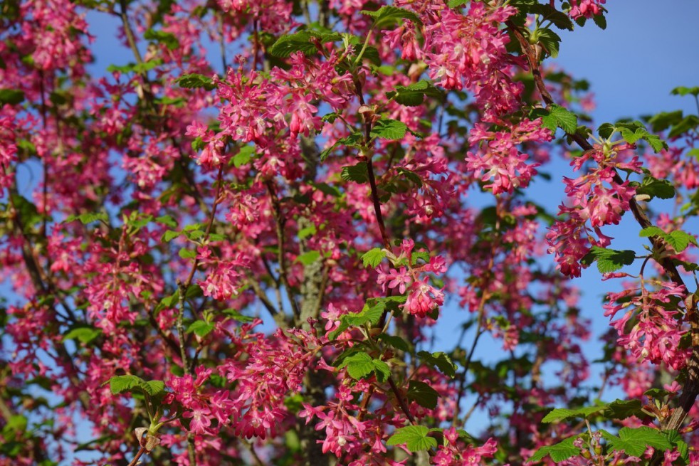 Groseillier à fleurs King Edward VII
