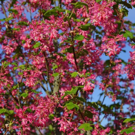 Groseillier à fleurs King Edward VII