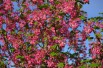 Flowering currant King Edward VII