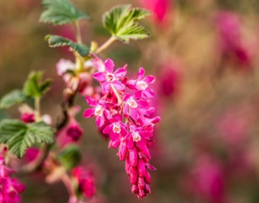 Flowering currant King Edward VII