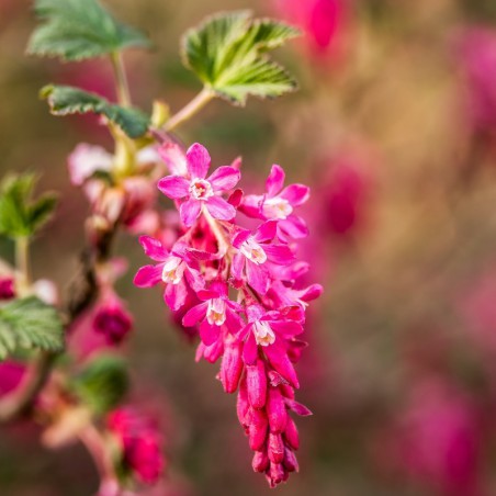 Flowering currant King Edward VII