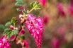 Flowering currant King Edward VII