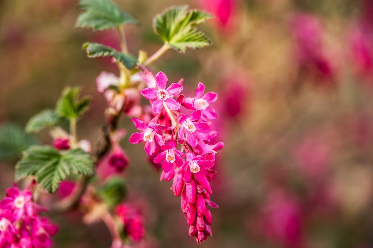 Flowering currant King Edward VII