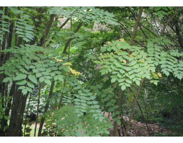 Kentucky coffee tree - Gymnocladus dioicus