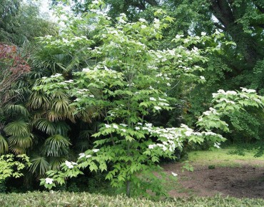 Flowering Chinese Dogwood