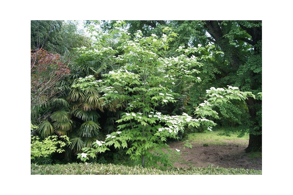 Cornouiller de Chine Cornouiller de Chine