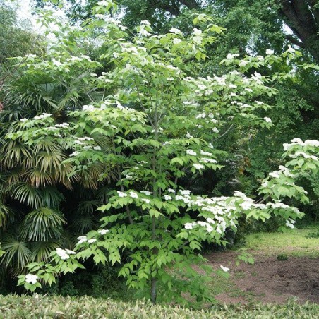 Flowering Chinese Dogwood
