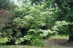 Flowering Chinese Dogwood