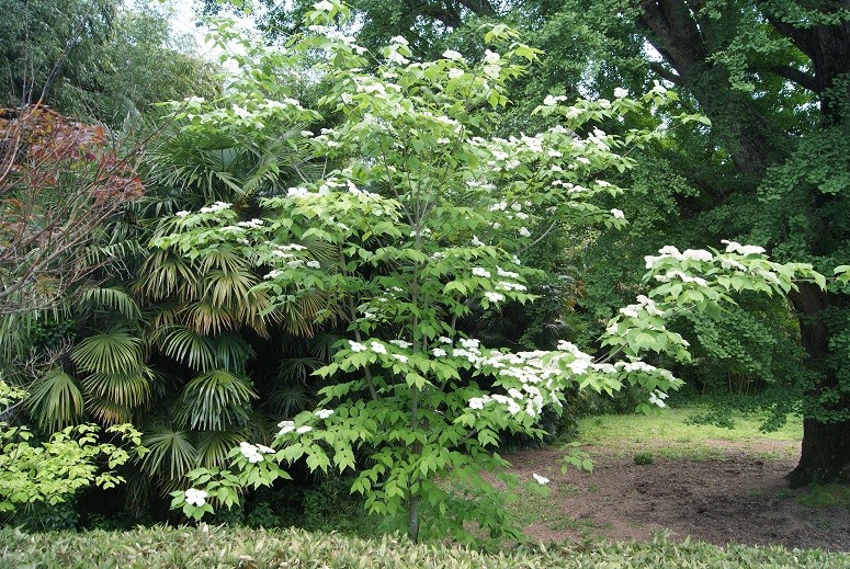 Chinesischer Blumen-Hartriegel