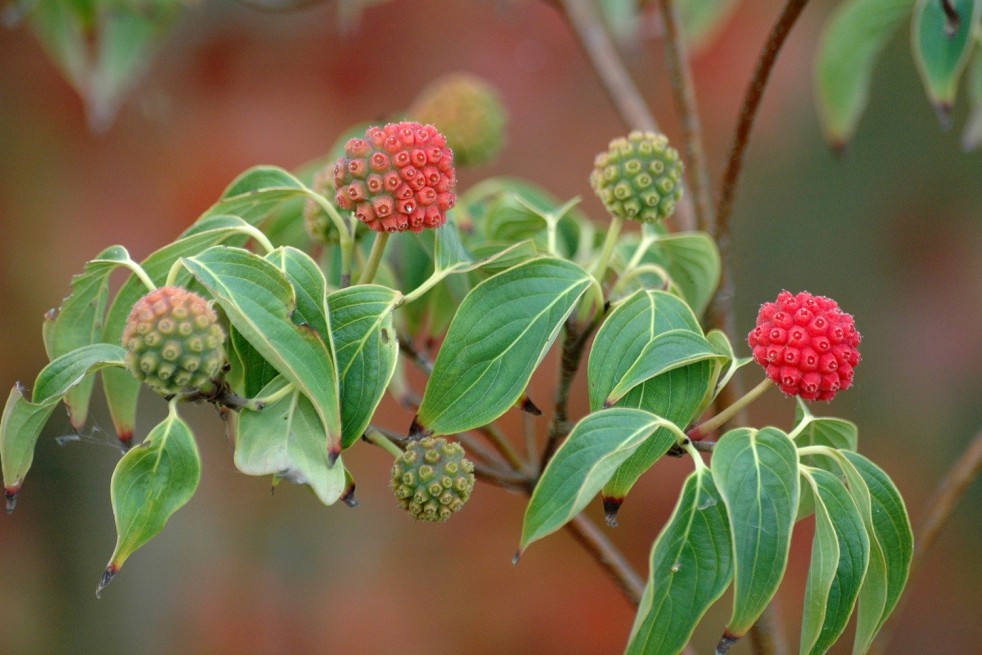 Flowering Chinese Dogwood