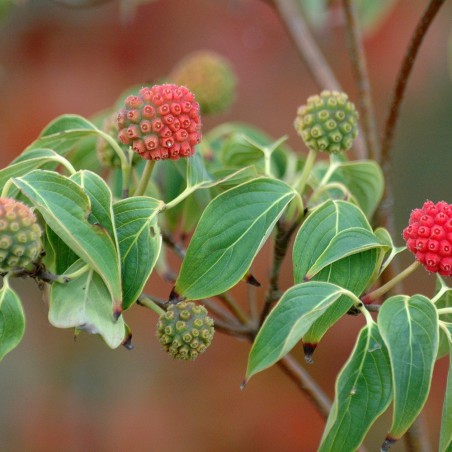 Flowering Chinese Dogwood