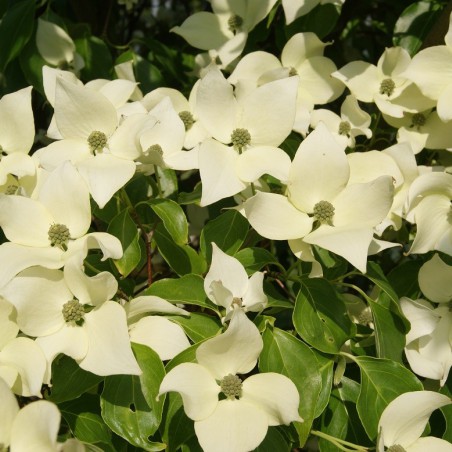 Flowering Chinese Dogwood