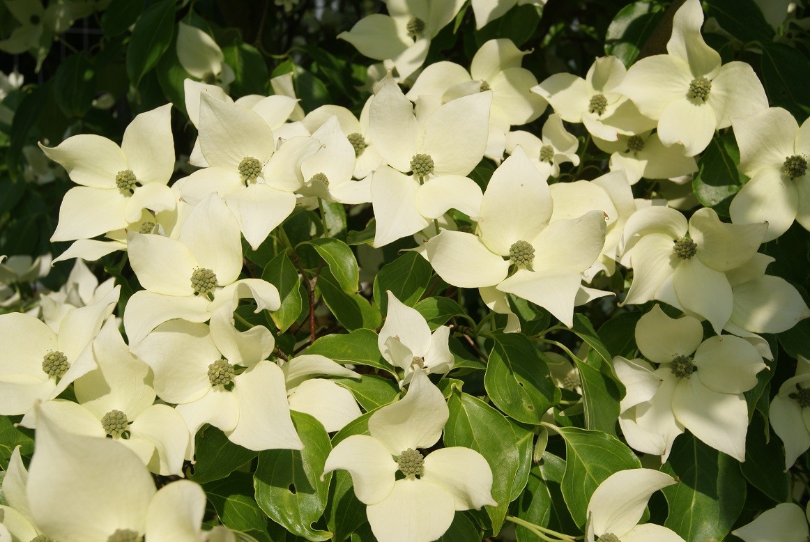 Chinesischer Blumen-Hartriegel