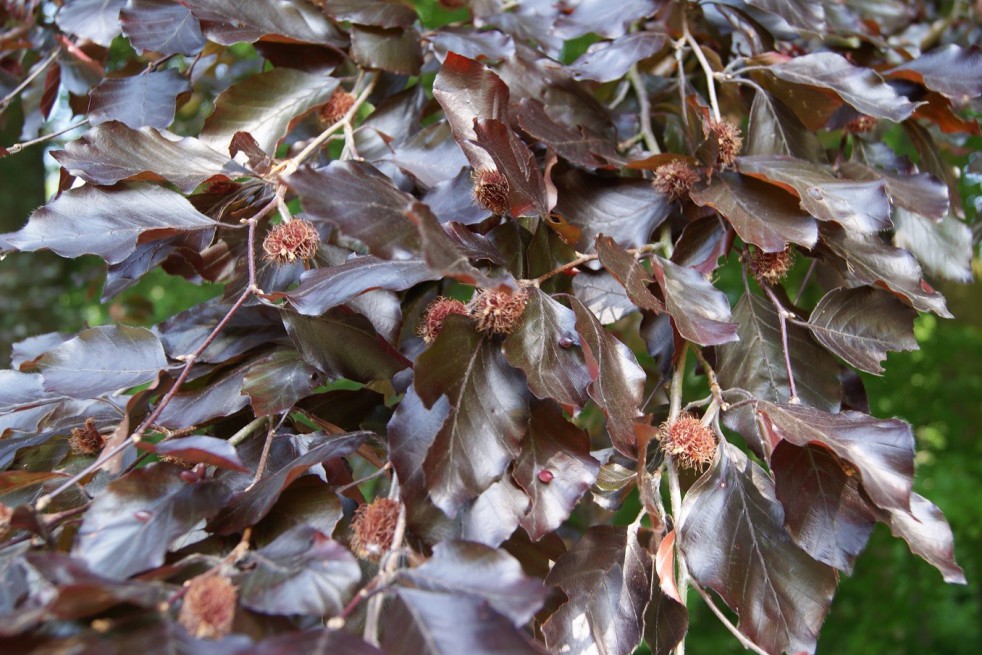 Purple Beech