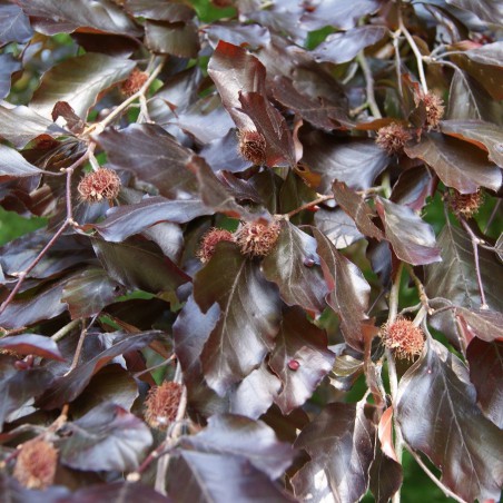 Purple Beech
