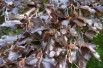 Purple Beech