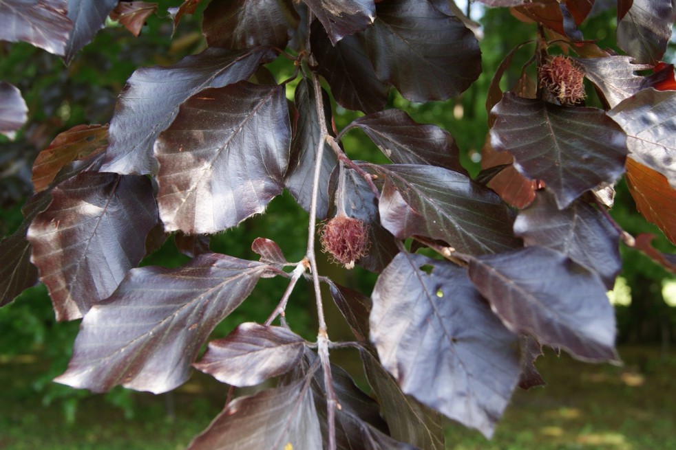 Purple Beech