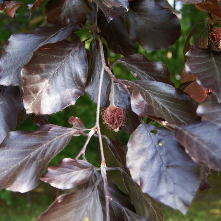 Purple Beech