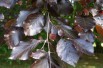 Purple Beech