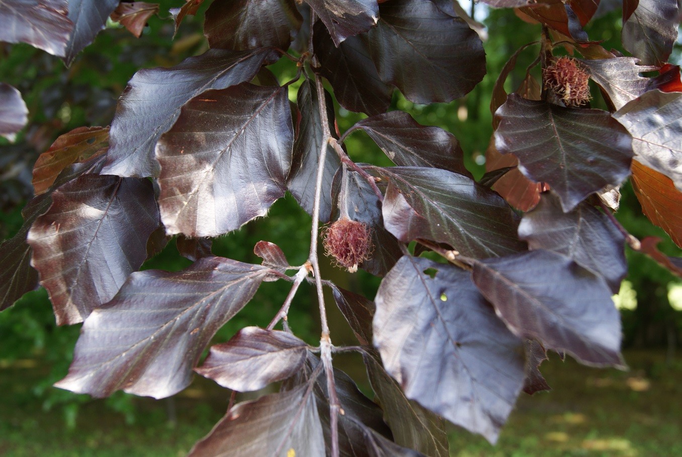Purple Beech