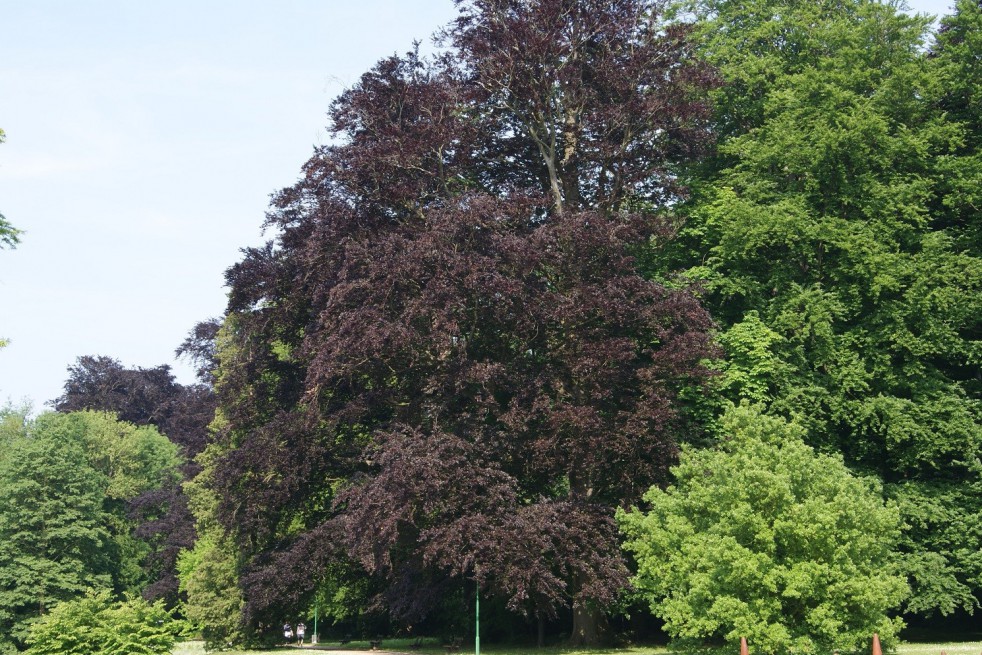 Hêtre pourpre Hêtre pourpre