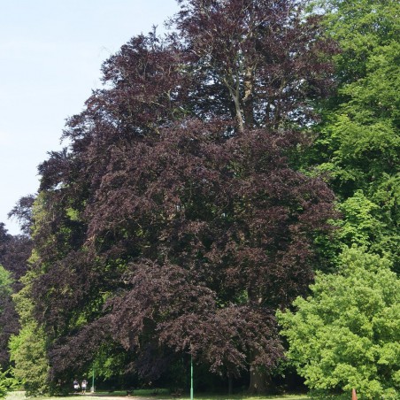 Purple Beech
