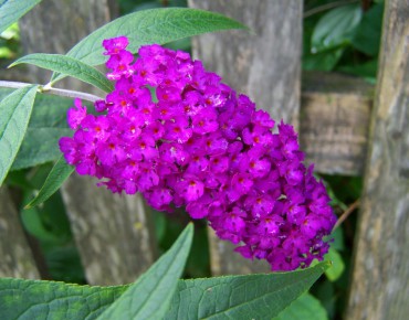 Butterfly-bush Royal Red