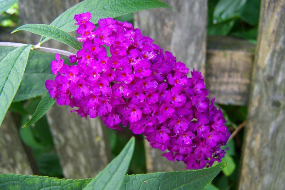 Butterfly-bush Royal Red