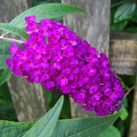 Butterfly-bush Royal Red