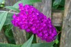 Butterfly-bush Royal Red