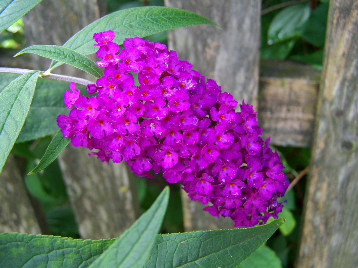 Vlinderstruik Royal Red