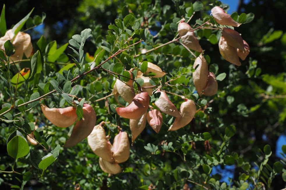 Baguenaudier Colutea Arboresens