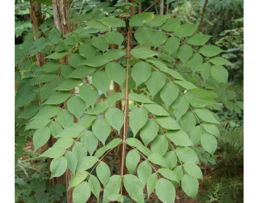 Kentucky coffee tree - Gymnocladus dioicus