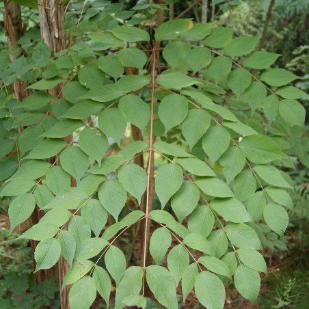 Hertengeweiboom - Gymnocladus dioicus