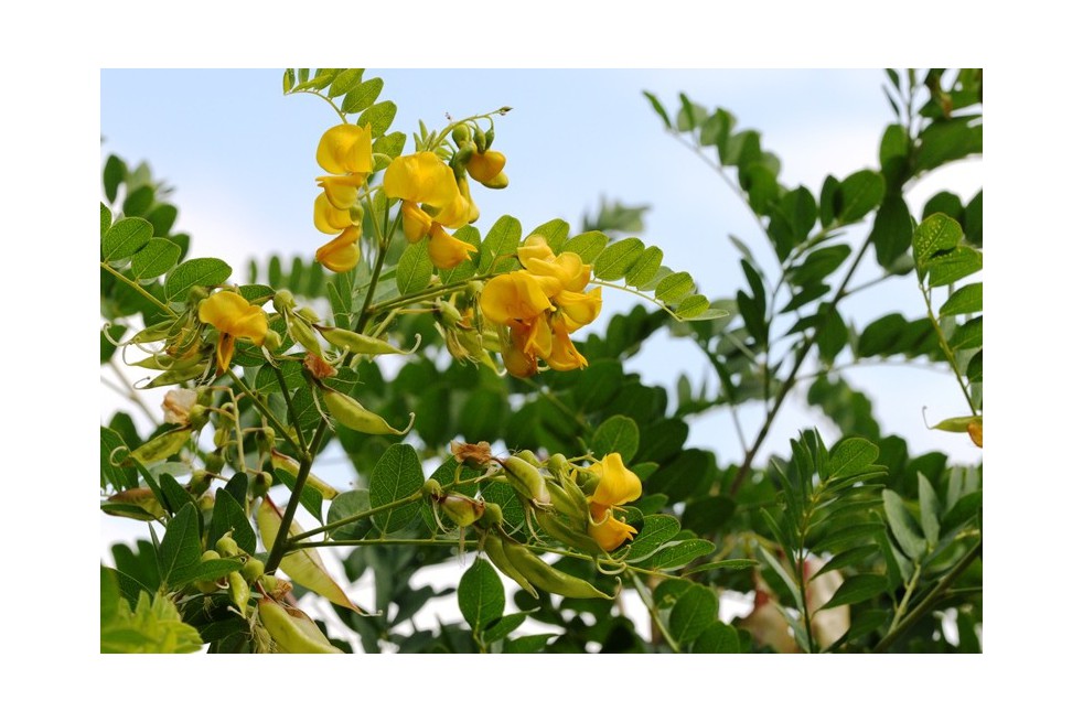 Baguenaudier - Zeynel Cebeci, CC BY-SA 3.0 , via Wikimedia Commons