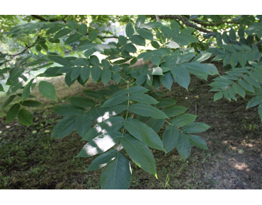 Herznussbaum -Juglans ailantifolia - Jardins du Monde.be