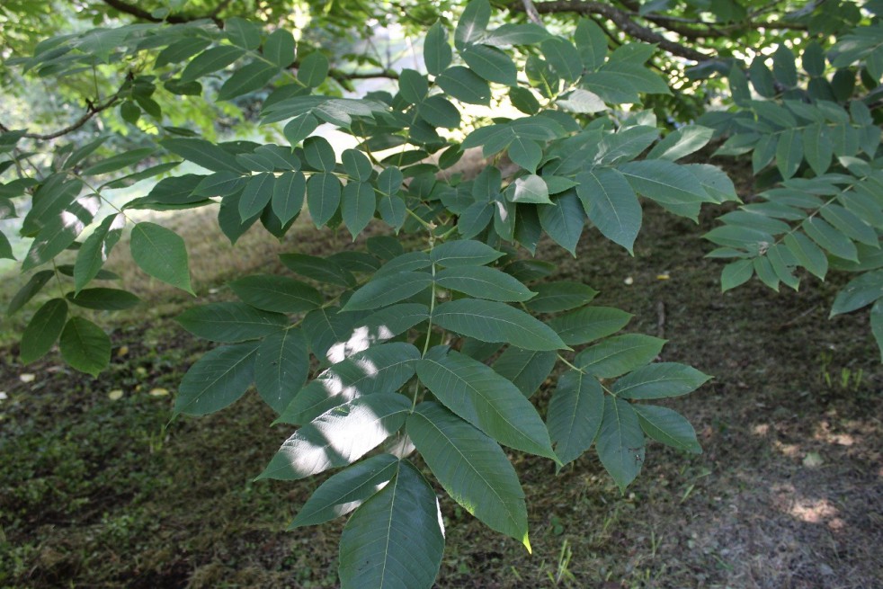 Noyer du Japon - Juglans ailantifolia - Jardins du Monde.be