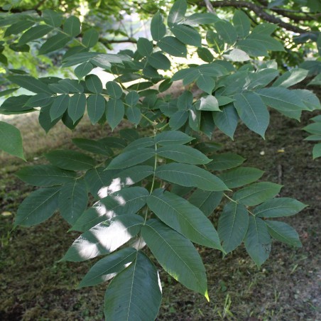 Noyer du Japon - Juglans ailantifolia - Jardins du Monde.be
