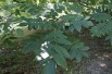 Noyer du Japon - Juglans ailantifolia - Jardins du Monde.be Noyer du Japon - Juglans ailantifolia - Jardins du Monde.be