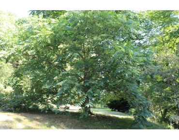 Herznussbaum -Juglans ailantifolia - Jardins du Monde.be